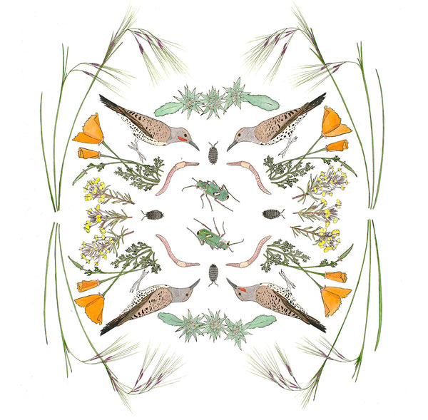 Ecosystem card - Beetles in the Prairie