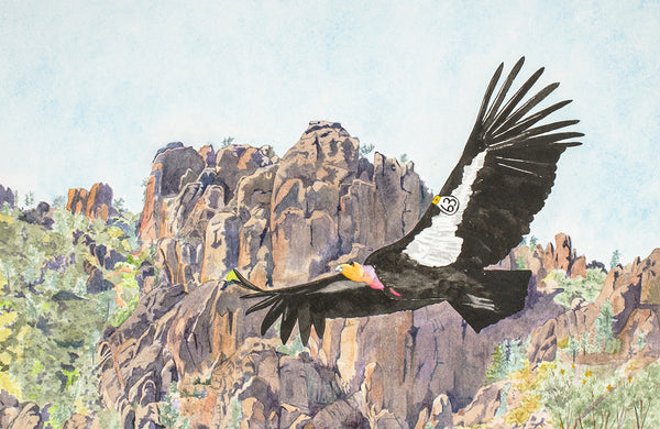 8" x 10" print - Condor over the High Peaks