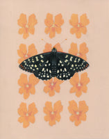 Patterns In Nature - Variable Checkerspot and Sticky Monkey Flower (original)