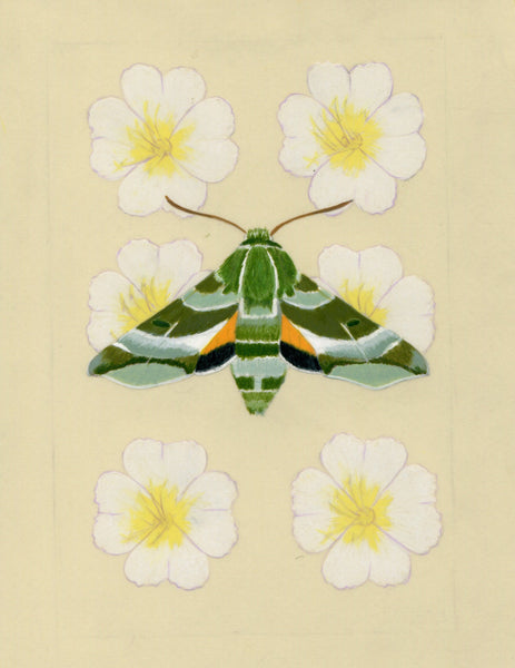 Patterns In Nature - Clark's Sphinx Moth and Evening Primrose (original)