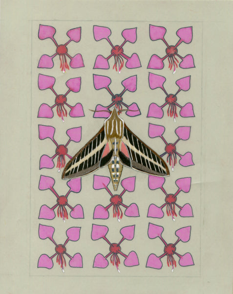 Patterns In Nature - White-lined Sphinx Moth and Elegant Clarkia (original)