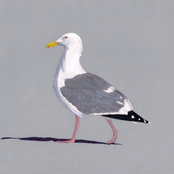 Birds We Love To Hate - Herring Gull (original)