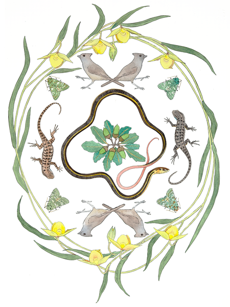 11 x 14 print - Whipsnakes among the Fairy Lanterns