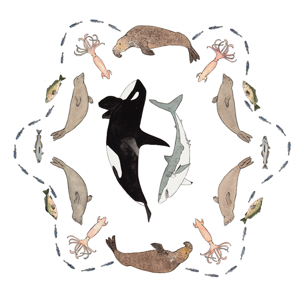 California Ecosystems - Orcas Near the Farallones (original)