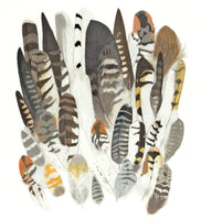 11" x 14" print - Pacific Northwest Raptor feathers