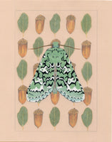 8" x 10" print - Feralia februalis moth and Blue Oak
