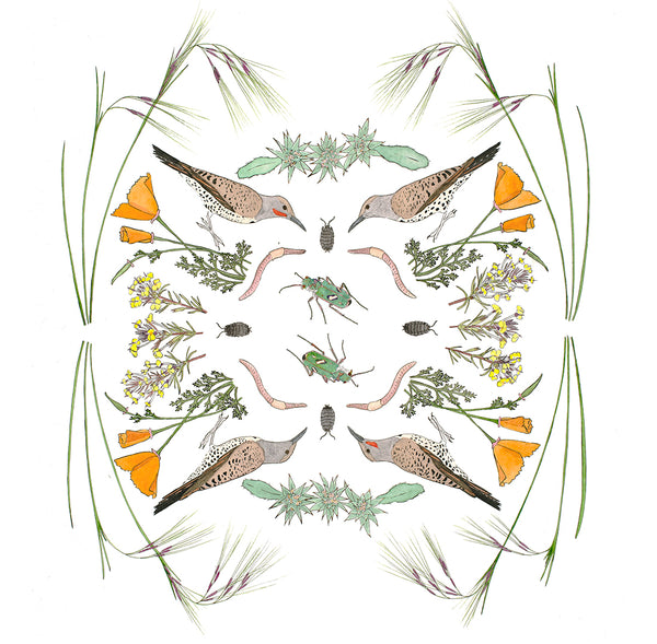 Ecosystem card - Beetles in the Prairie