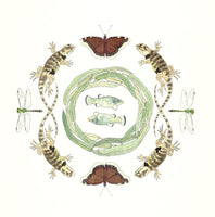 Ecosystem card - Owens Pupfish