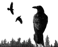 8" x 10" print - Ravens (scratchboard)