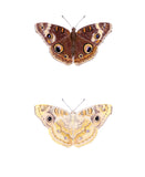 Butterfly - Common Buckeye (original)