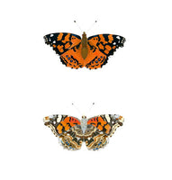 Butterfly - West Coast Lady (original)