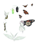 8" x 10" Print - Monarch butterfly Life Cycle