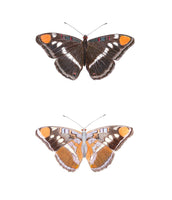 Butterfly - California Sister  (original)