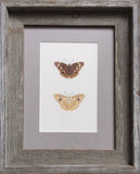 Butterfly - Common Buckeye (original)