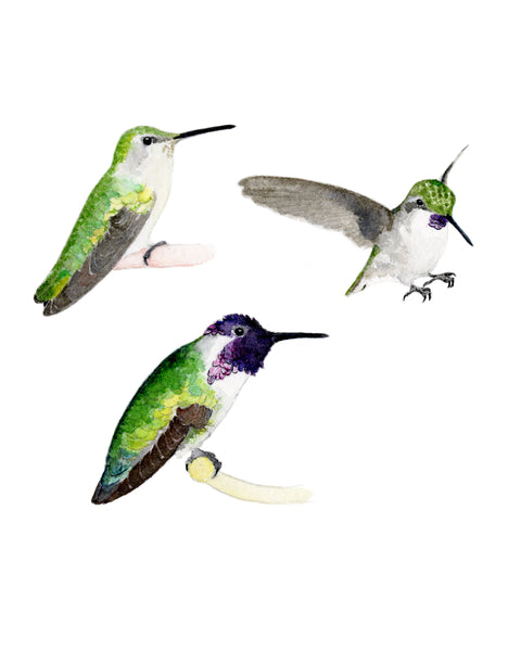 8" x 10" print - Costa's Hummingbird
