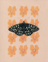 8" x 10" print - Variable Checkerspot and Sticky Monkey Flower