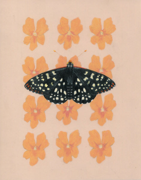 8" x 10" print - Variable Checkerspot and Sticky Monkey Flower