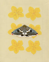 Patterns In Nature - White-streaked Silkmoth and Flannelbush (original)