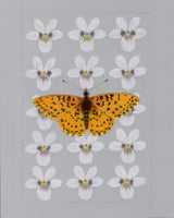 Patterns In Nature - Meadow Fritillary Butterfly and Two-eyed Violet (original)