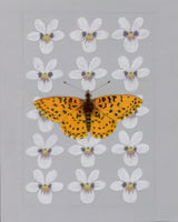 8" x 10" print - Meadow Fritillary Butterfly and Two-eyed Violet