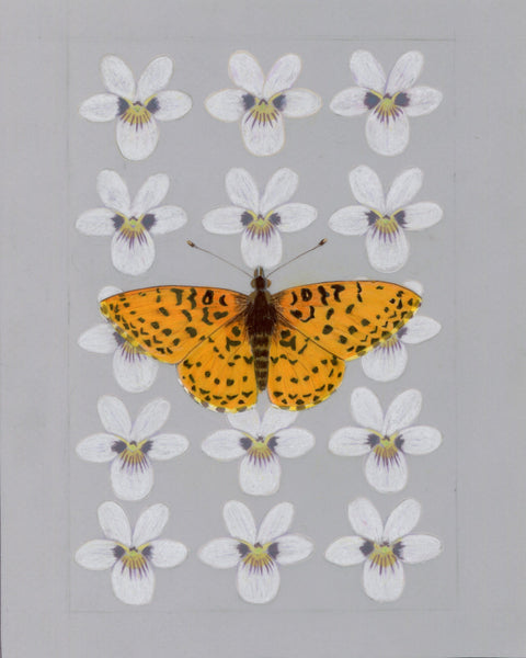 8" x 10" print - Meadow Fritillary Butterfly and Two-eyed Violet