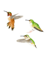 8" x 10" print - Rufous Hummingbirds