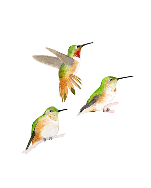 8" x 10" print - Allen's Hummingbirds