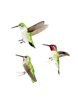 8" x 10" print - Anna's Hummingbirds