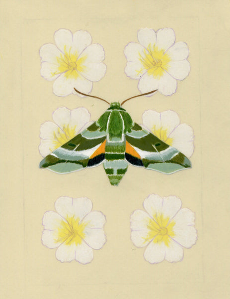 8" x 10" print - Clark's Sphinx Moth and Evening Primrose