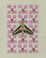 Patterns In Nature - White-lined Sphinx Moth and Elegant Clarkia (original)
