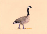 Birds We Love To Hate - Canada Goose (original)