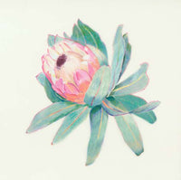 Protea (original)
