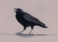 Birds We Love To Hate - American Crow (original)