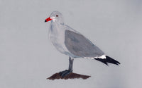 Birds We Love To Hate - Heerman's Gull (original)