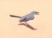 Birds We Love To Hate - Northern Mockingbird (original)