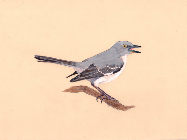 Birds We Love To Hate - Northern Mockingbird (original)