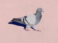Birds We Love To Hate - Pigeon (original)