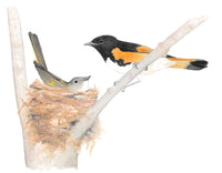 American Redstarts (nesting pair)