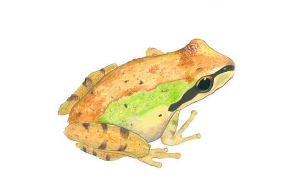Chorus Frog - bronze (original)