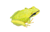 Chorus Frog - green  (original)