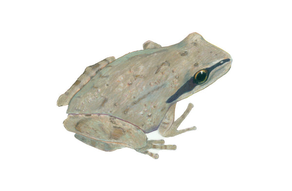 Chorus Frog - grey (original)