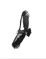 Pen & Ink - California Condor (original)