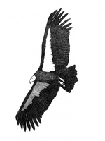 8" x 10" print - California Condor