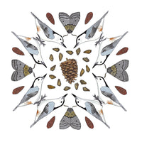 11" x 14"  print - Nuthatches in the Jeffrey Pine