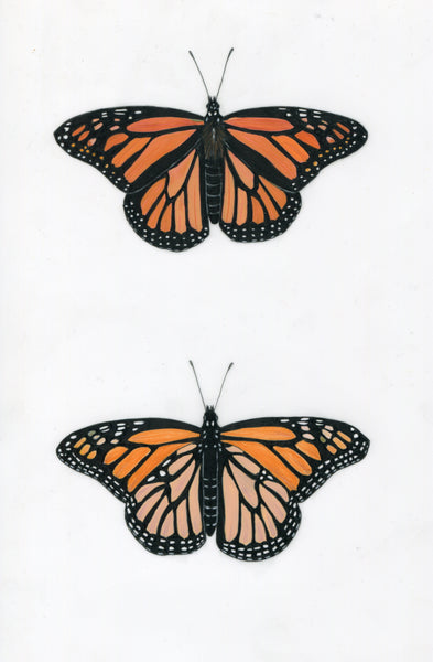 8" x 10" print - Monarch butterfly