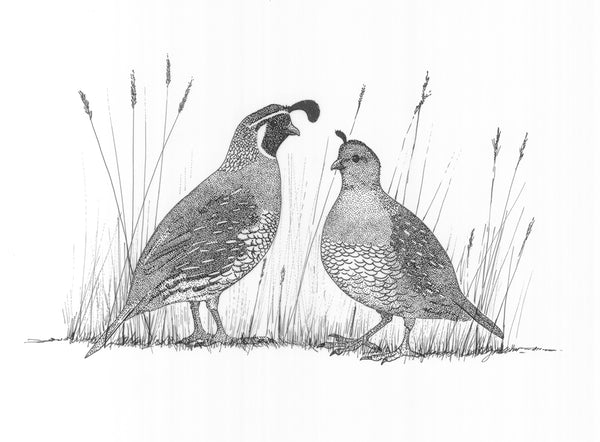 Pen & Ink - California Quail (original)