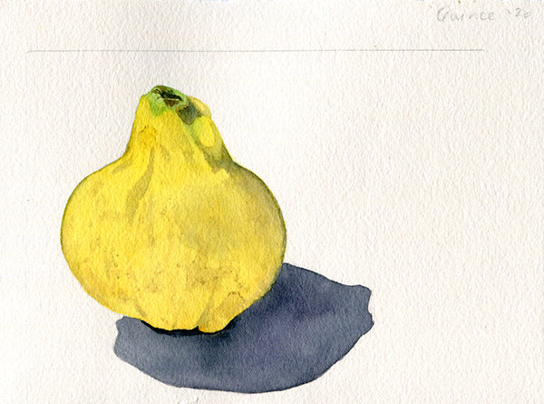 Heirloom fruit - Quince