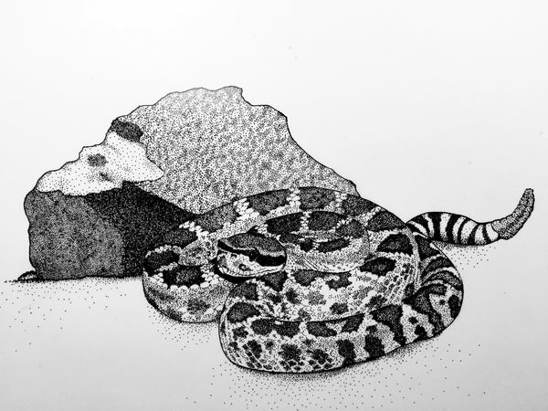 8" x 10" print - Western Pacific Rattlesnake