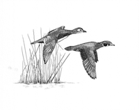 Pen & Ink - Wood Ducks (original)